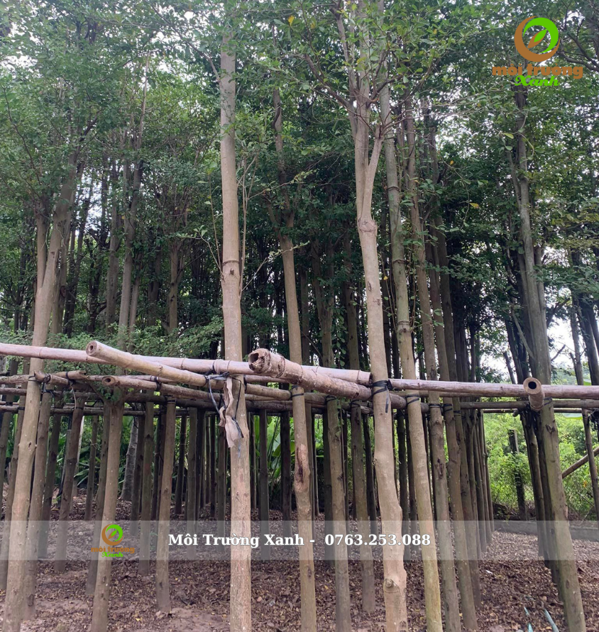 Cây bàng đài loan cao 5-6m đường kính 15-19cm - môi trường xanh