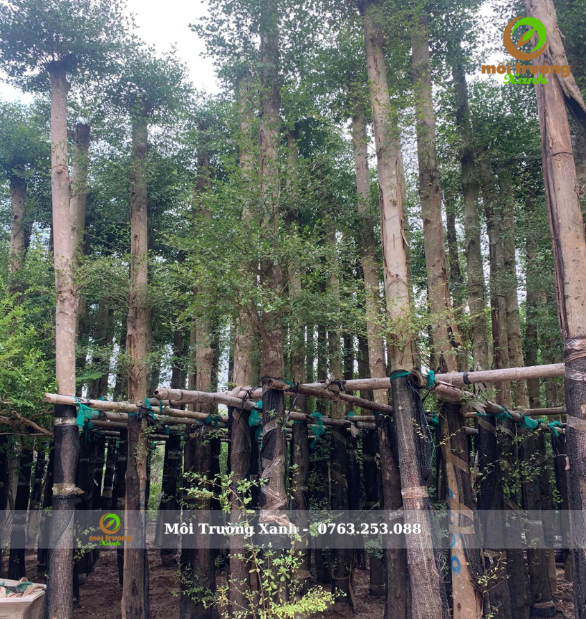 Cây bàng đài loan cao 5-6m đường kính 20-25cm - môi trường xanh