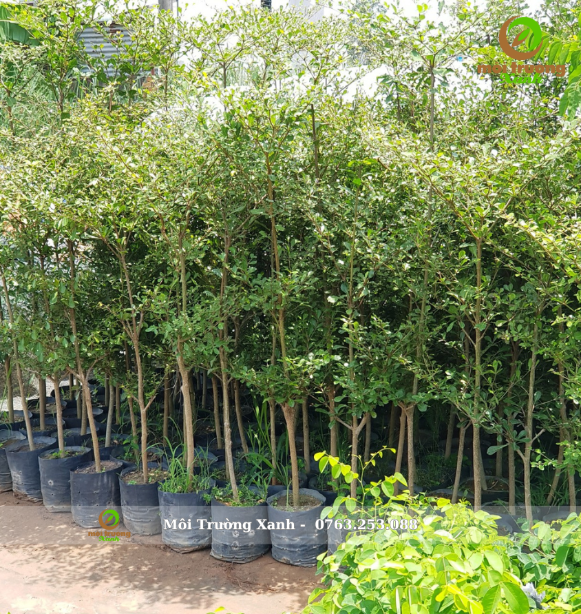 Cây bàng đài loan cây giống - môi trường xanh