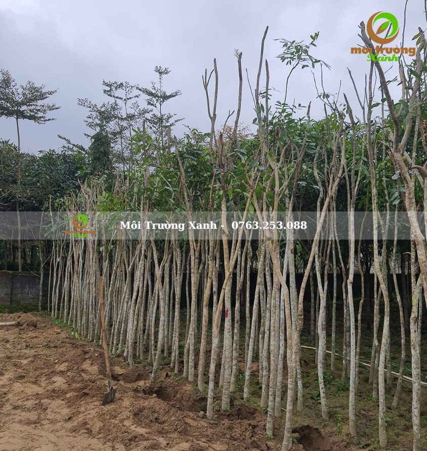 cây XÀ CỪ - môi trường xanh 