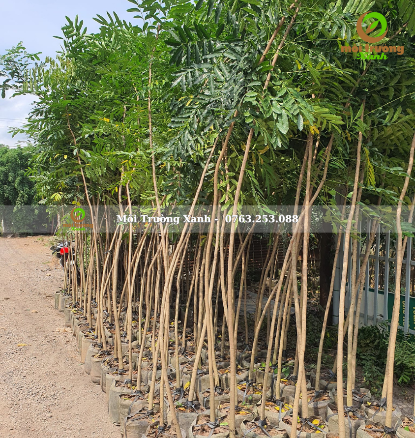 cây XÀ CỪ - môi trường xanh 