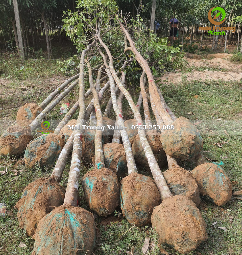 cây XÀ CỪ - môi trường xanh 