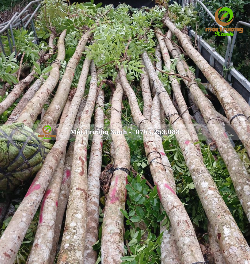 cây XÀ CỪ - môi trường xanh 