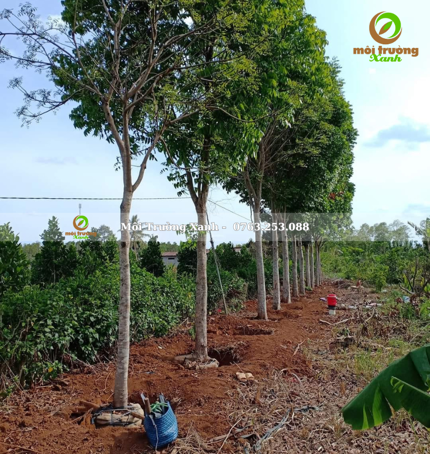 cây XÀ CỪ - môi trường xanh 