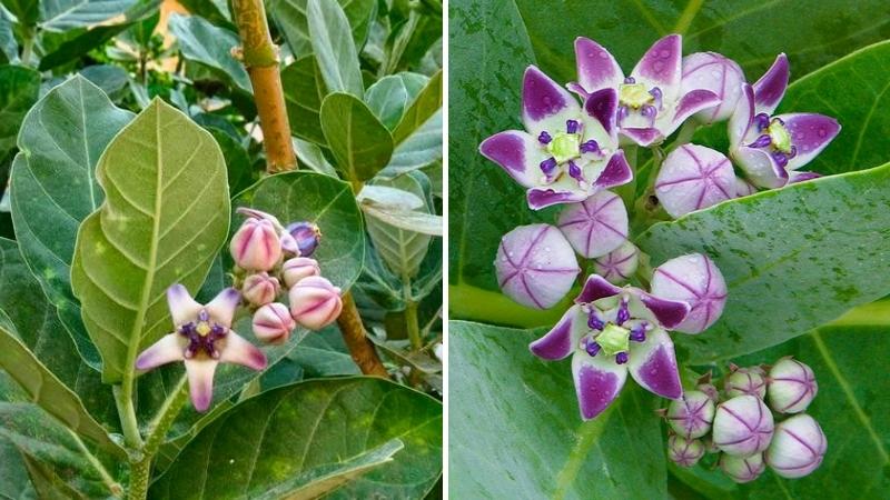 cây bàng biển - môi trường xanh