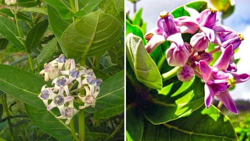 cay bang bien y nghia hinh anh cach trong cham soc tai nha 202207071651090333