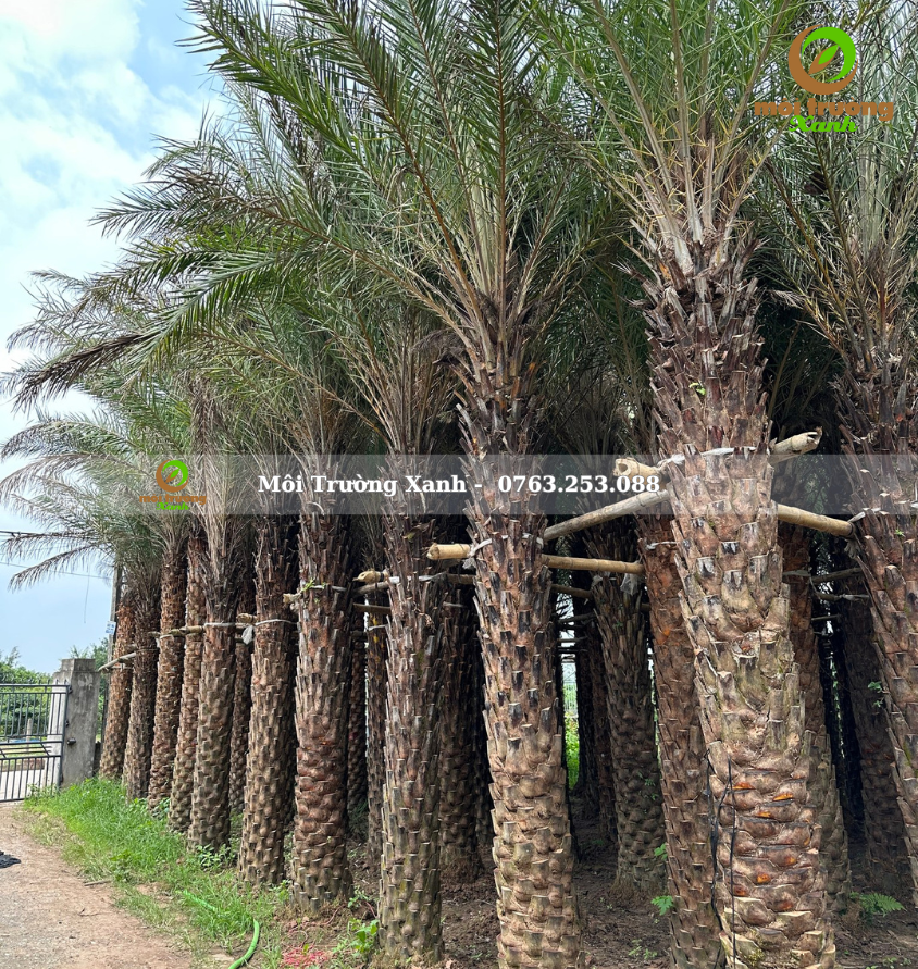 cây chà là - môi trường xanh 