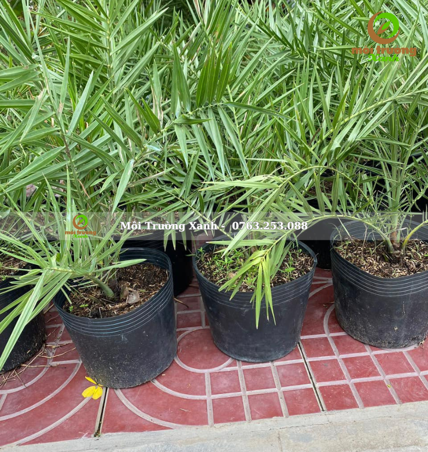 cây chà là - môi trường xanh 