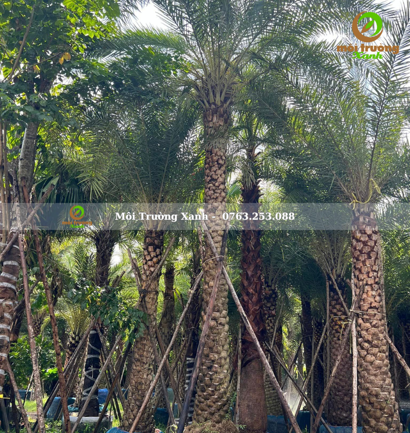 cây chà là - môi trường xanh 