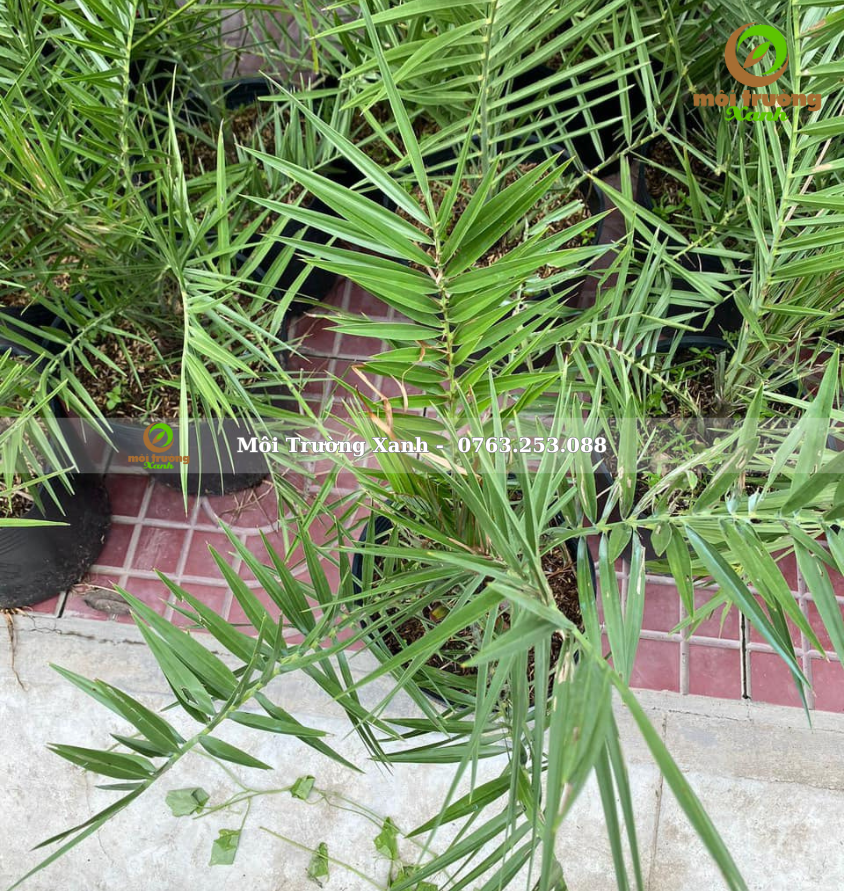 cây chà là - môi trường xanh 