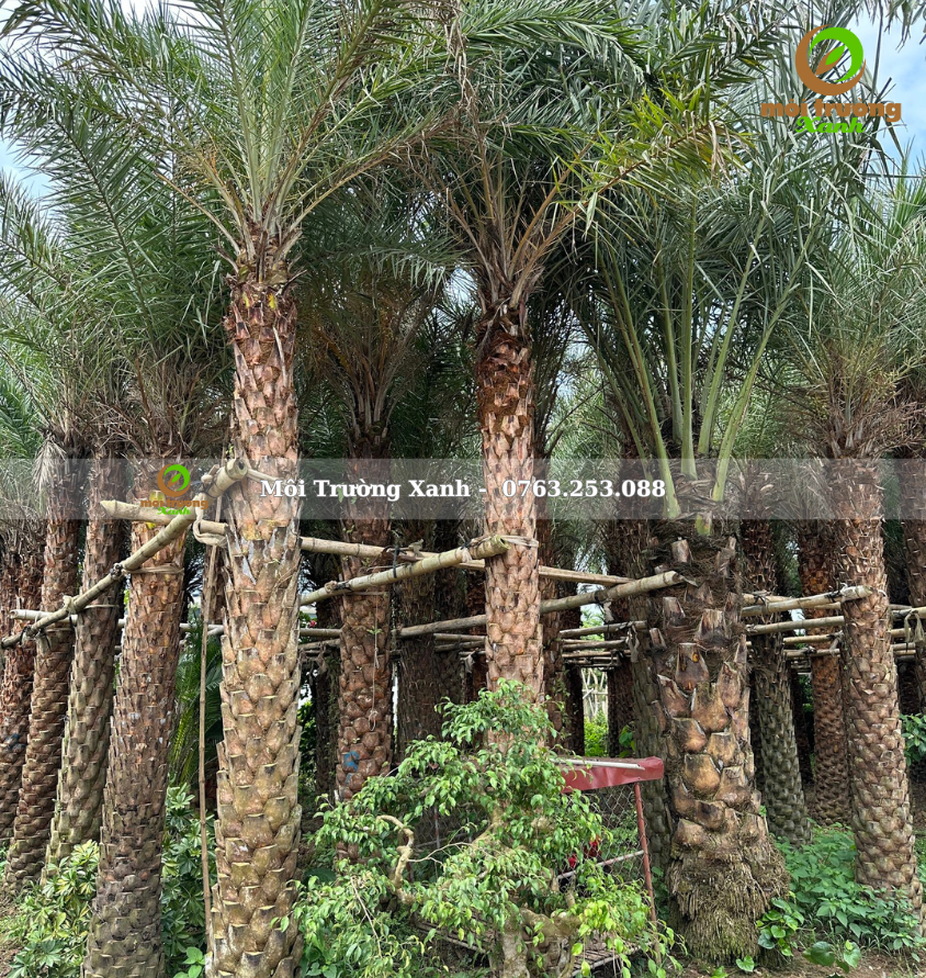 cây chà là - môi trường xanh 