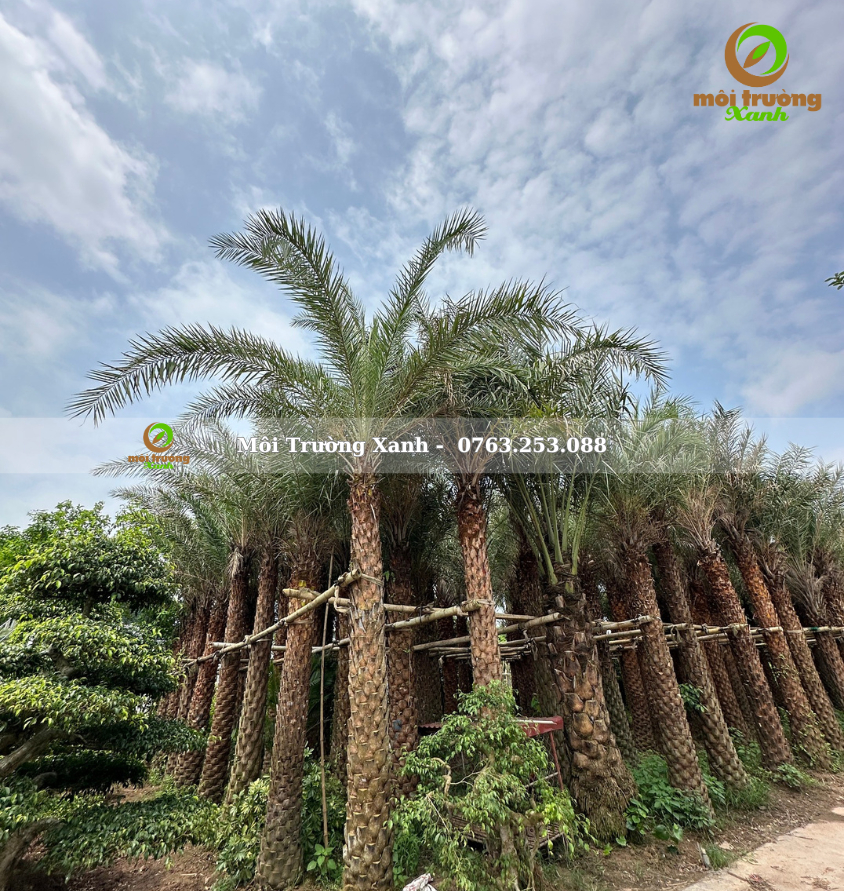 cây chà là - môi trường xanh 