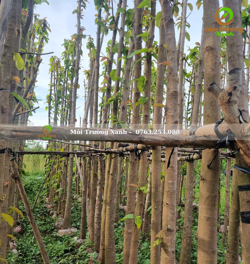 cây dầu rái - môi trường xanh 