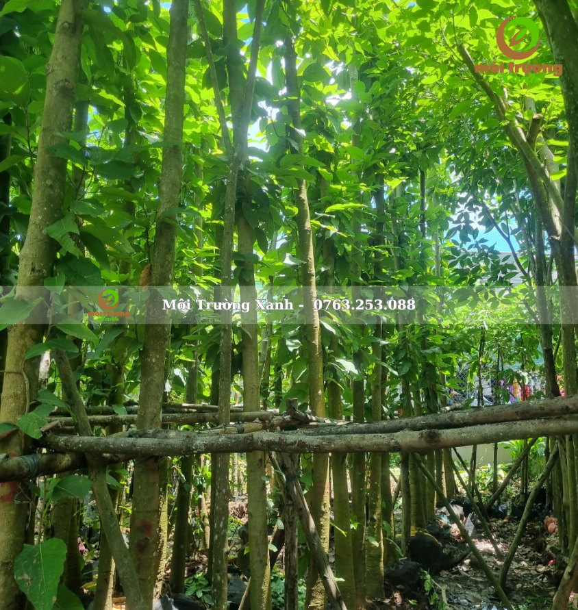 cây dầu rái - môi trường xanh 