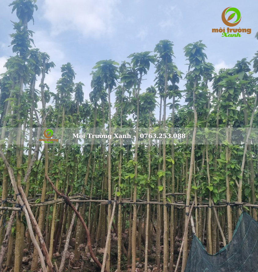 cây dầu rái - môi trường xanh 