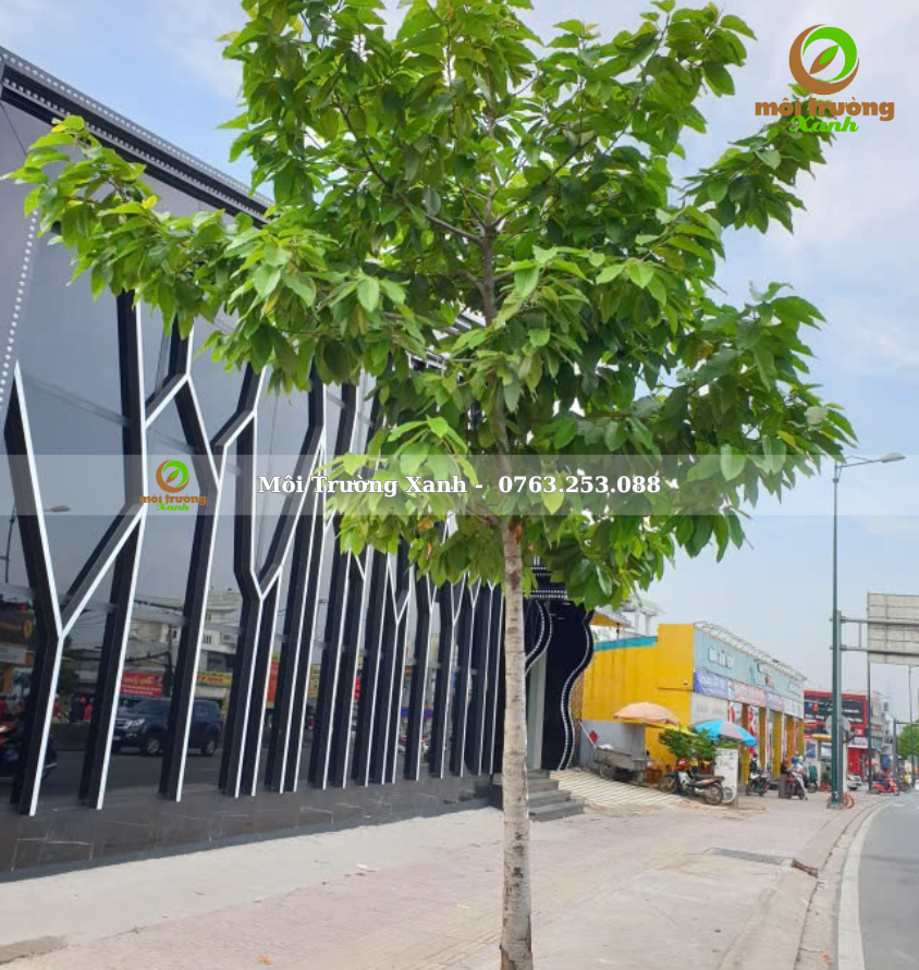 cây dầu rái - môi trường xanh 