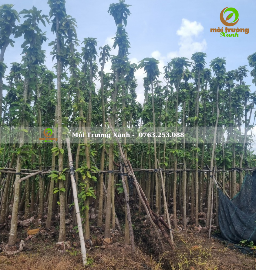 cây dầu rái - môi trường xanh 