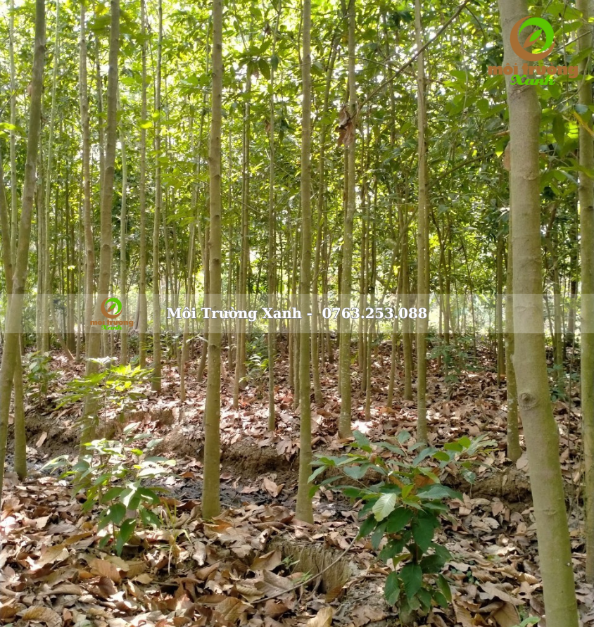 cây dầu rái - môi trường xanh 