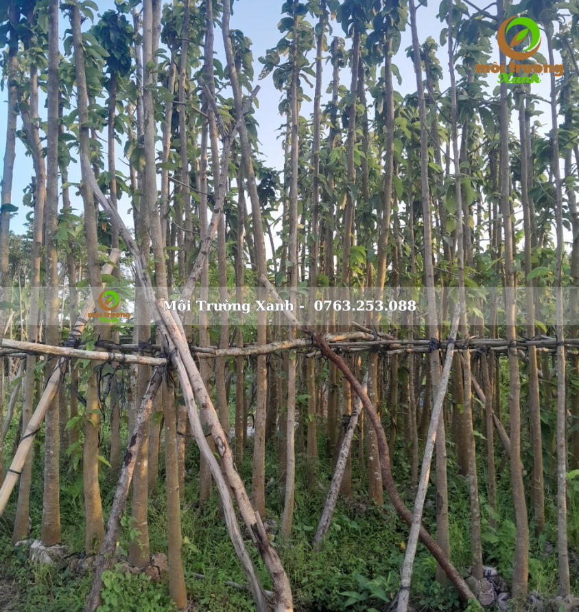 cây dầu rái - môi trường xanh 