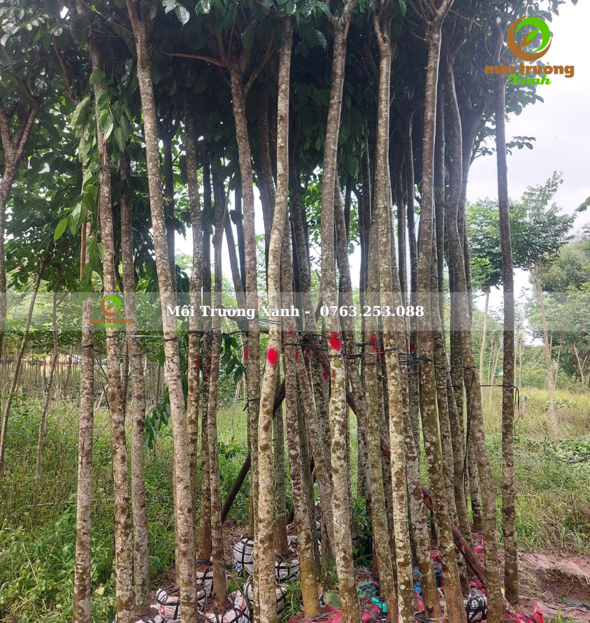 cây giáng hương cao 3m - môi trường xanh