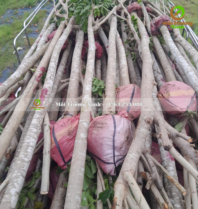 cây giáng hương - môi trường xanh (2)