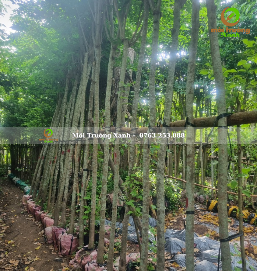 cây giáng hương - môi trường xanh (2)