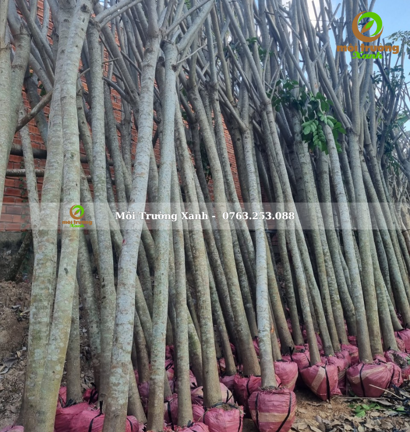 cây giáng hương - môi trường xanh (2)