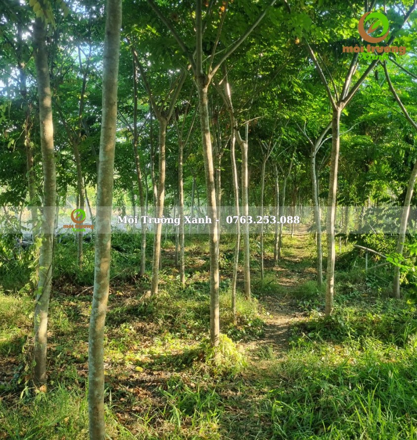 cây giáng hương - môi trường xanh (2)