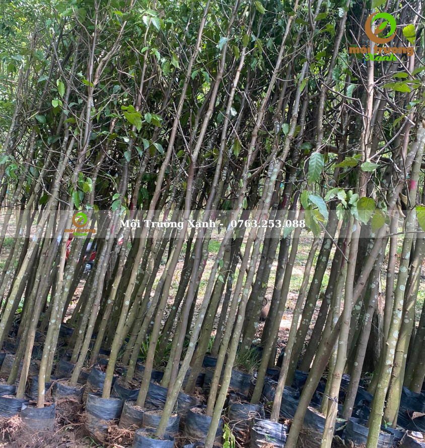 cây sao đen - môi trường xanh 