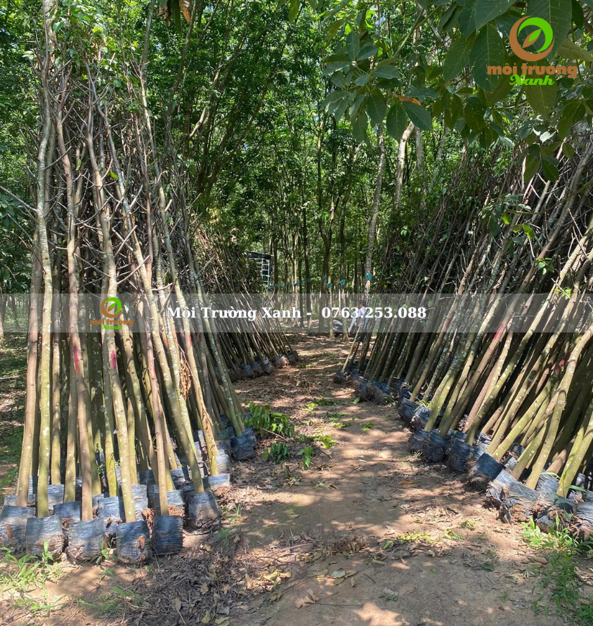 cây sao đen - môi trường xanh 