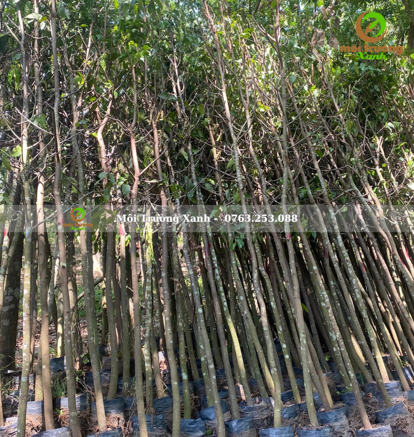 cây sao đen - môi trường xanh 