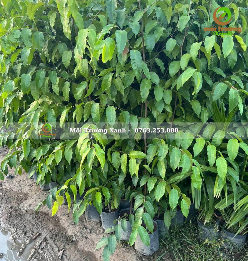 cây sao đen - môi trường xanh 