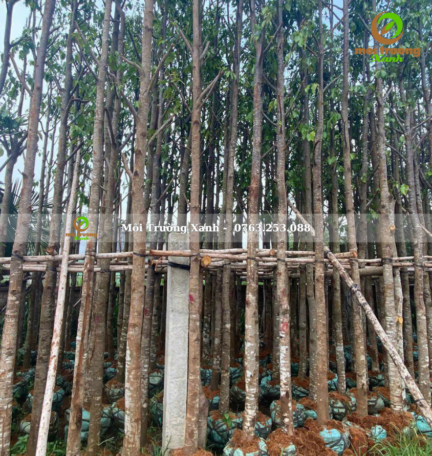 cây sao đen - môi trường xanh 