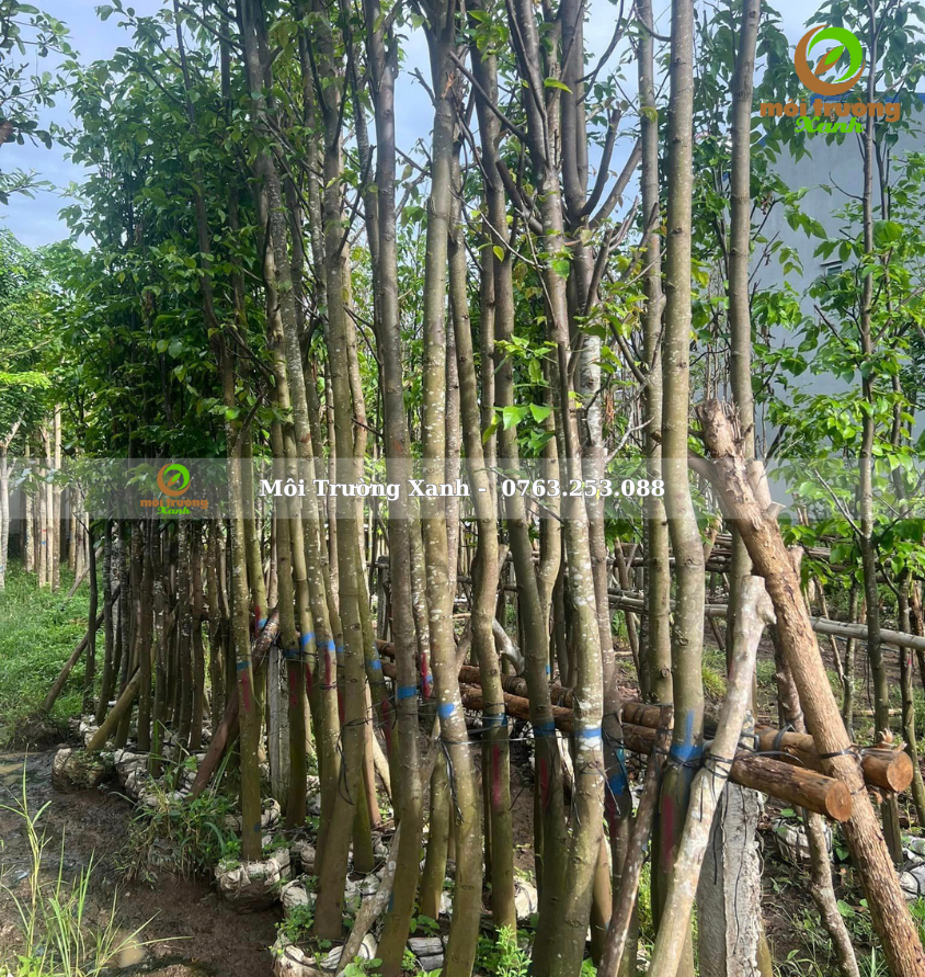 cây sao đen - môi trường xanh 