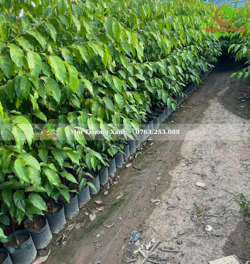 cây sao đen - môi trường xanh 