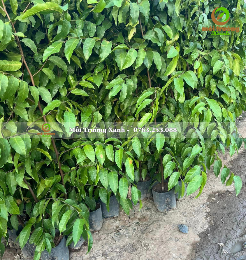 cây sao đen - môi trường xanh 