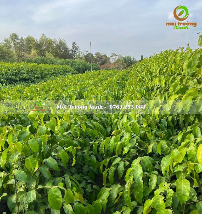 cây sao đen - môi trường xanh 