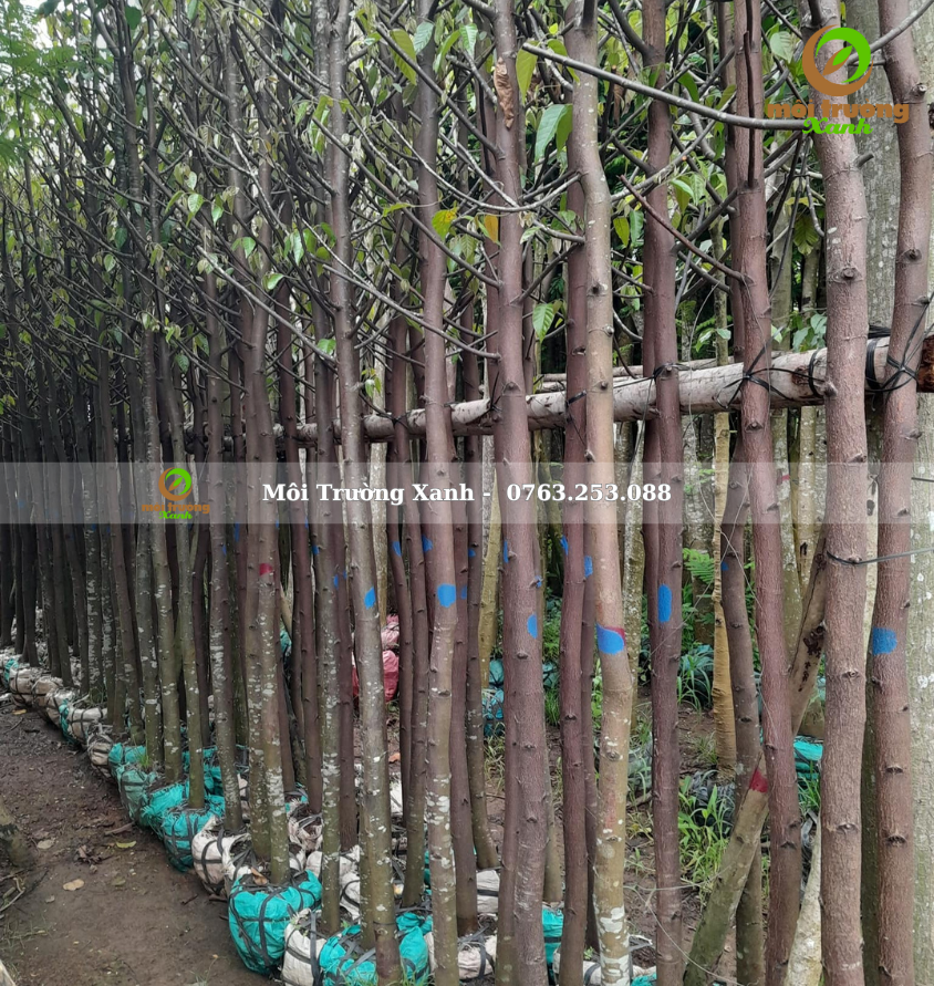 cây sao đen - môi trường xanh 