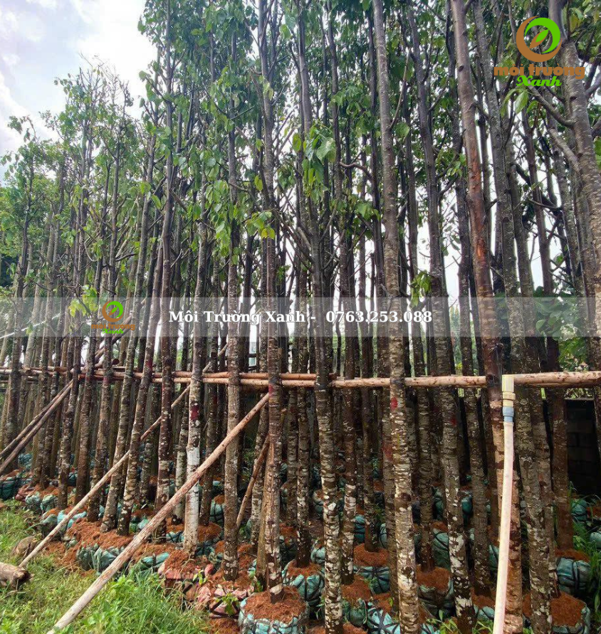 cây sao đen - môi trường xanh 