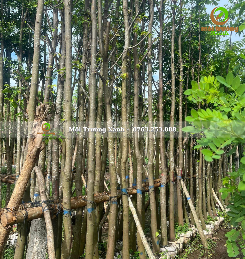 cây sao đen - môi trường xanh 