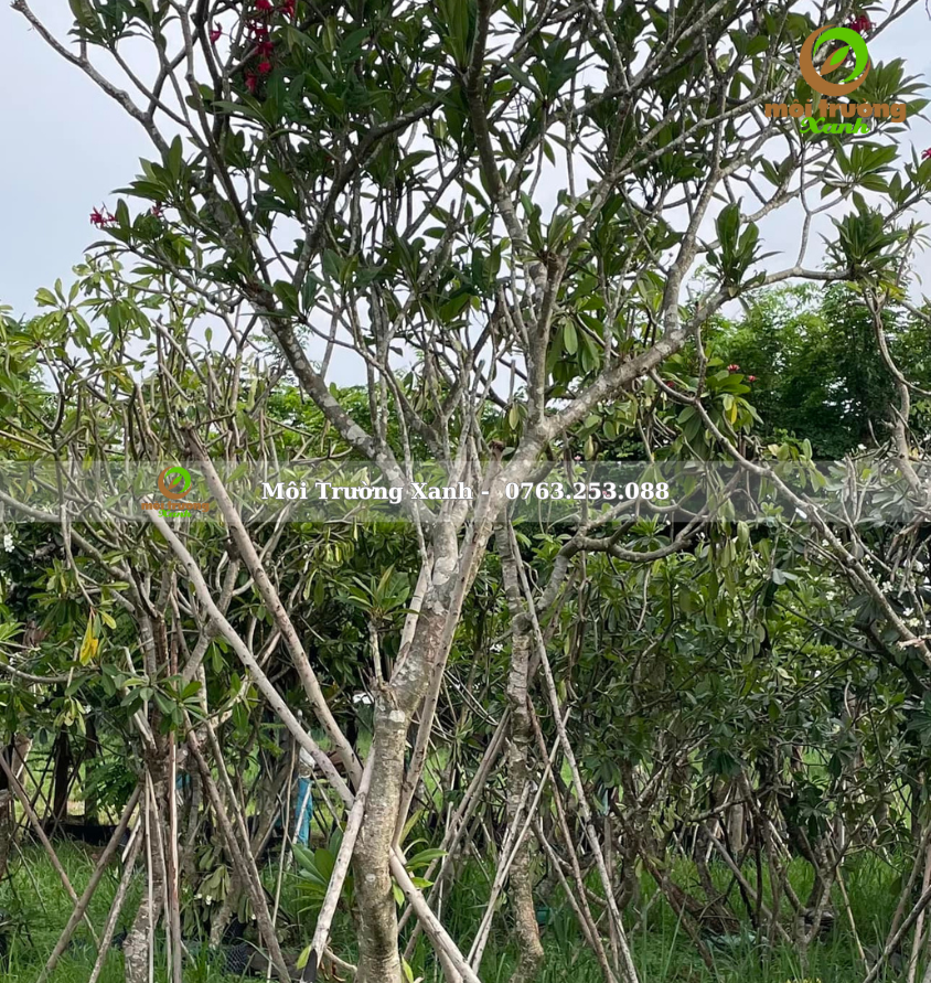 cây sứ đỏ - môi trường xanh 