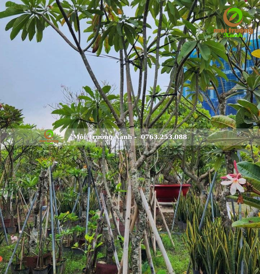 cây sứ đỏ - môi trường xanh 