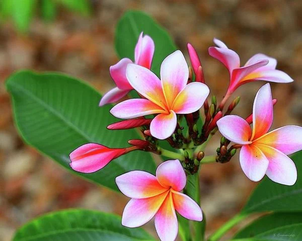 ch trong y nghia va cong dung bat ngo it ai biet cua cay hoa su