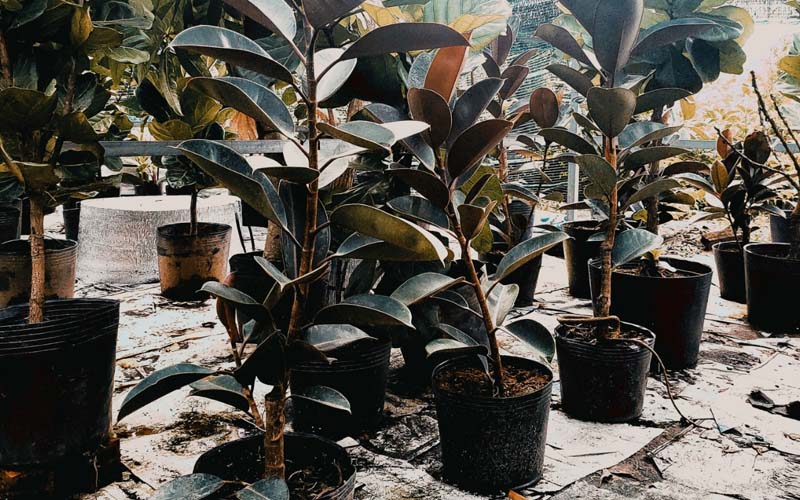 dac diem y nghia va nhung cong dung huu ich cua cay da bup do 202108021115026619