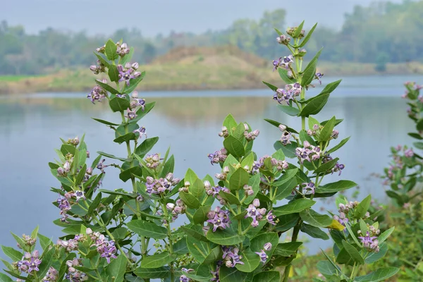 depositphotos 278987696 stock photo crown flowers calotropis gigantea