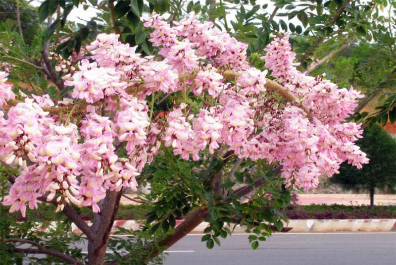 do mai 8 e1533733900959