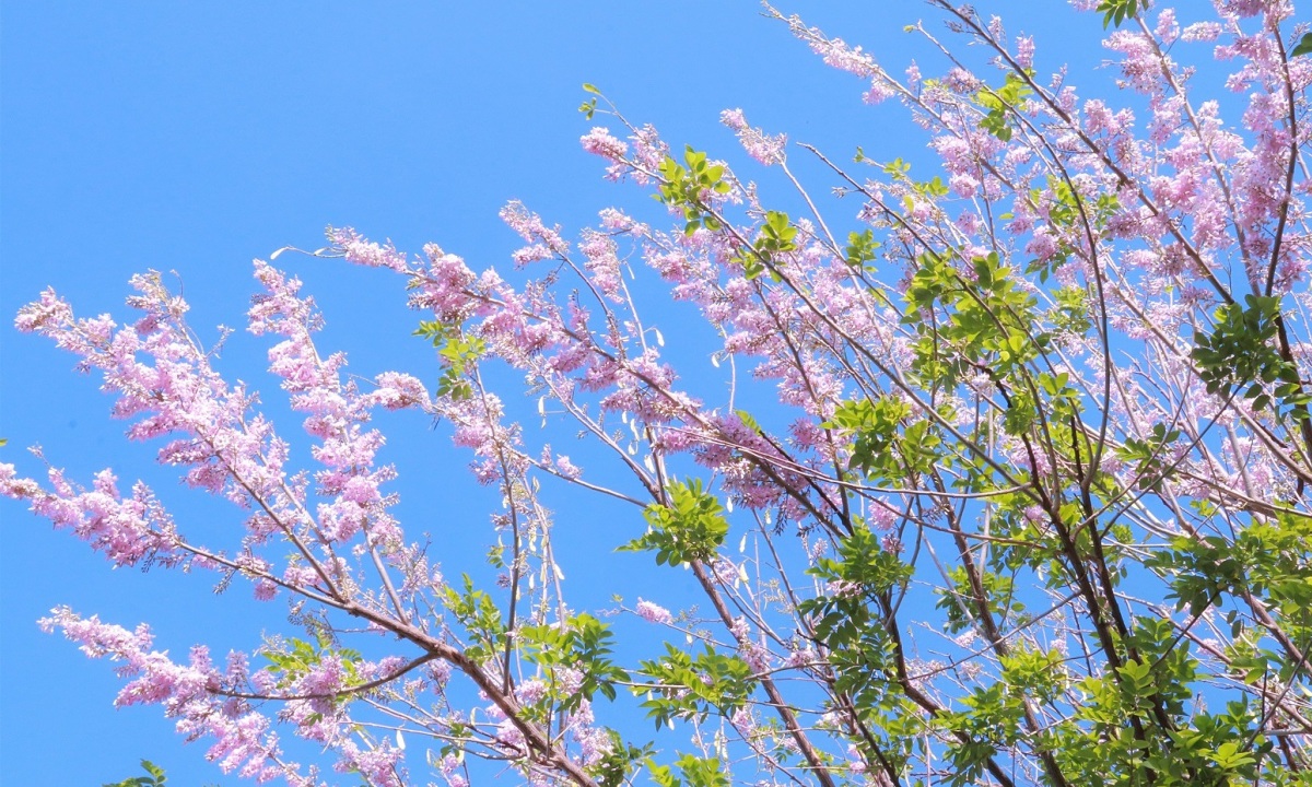 do mai vung tau 08 1611022625 1611040839