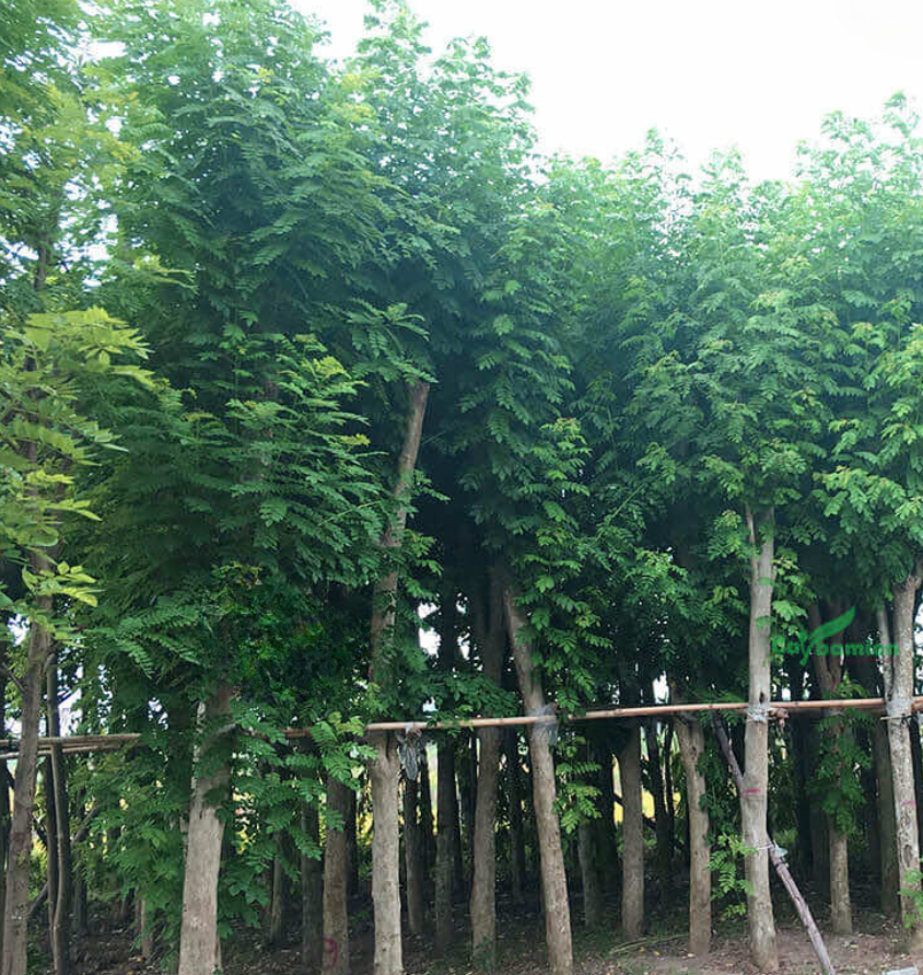 kich thuoc san pham 270x285 2024 07 12T152300.150