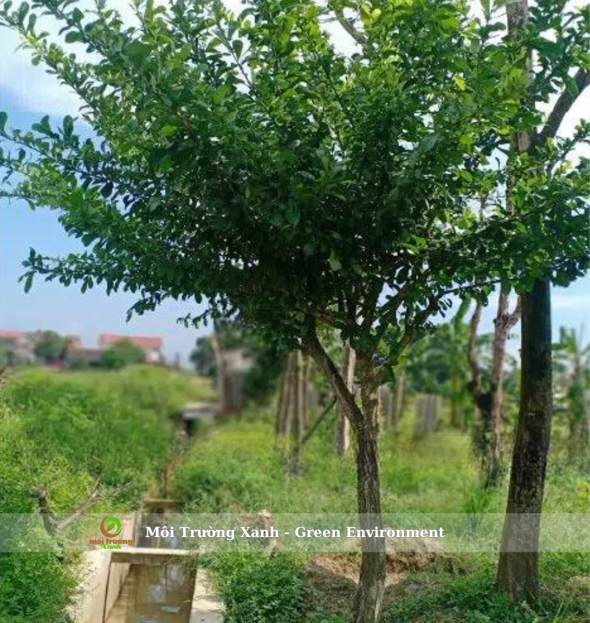 CÂY ĐÀO TIÊN 2 CÂY ĐÀO TIÊN - MÔI TRƯỜNG XANH