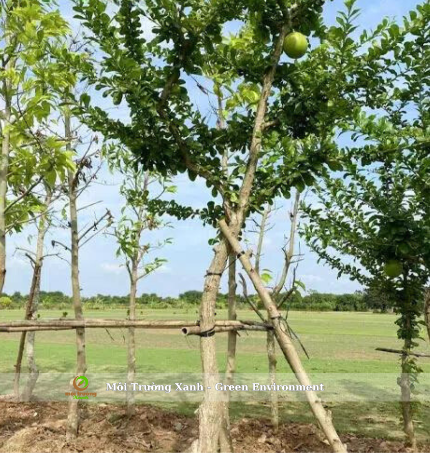 CÂY ĐÀO TIÊN 5 CÂY ĐÀO TIÊN - MÔI TRƯỜNG XANH